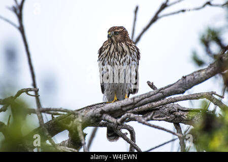 Stolz Cooper Hawk thront hoch auf getrocknete Zweig während über sein Jagdrevier für das nächste Opfer suchen. Stockfoto