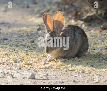 Desert Cottontail in Arizona Stockfoto