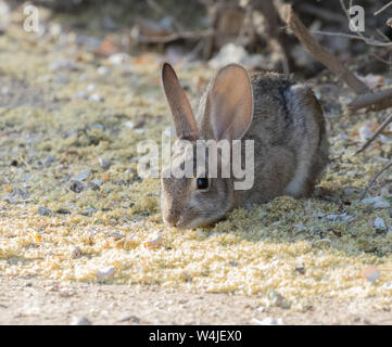 Desert Cottontail in Arizona Stockfoto