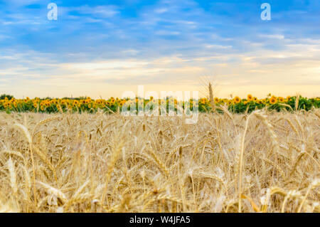 Weizenfeld bei Sonnenuntergang. Gelbe reifen Weizen Kernel bereit für die Ernte. Verschwommen Sonnenblumen im Hintergrund. Sommer der ländlichen Landschaft. Konzept der Reichen harve Stockfoto
