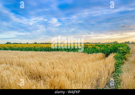 Weizen und Sonnenblumen bei Sonnenuntergang. Gelbe reifen Weizen Kernel bereit für die Ernte. Sonnenblumenfeld am Horizont. Sommer der ländlichen Landschaft. Konzept der r Stockfoto