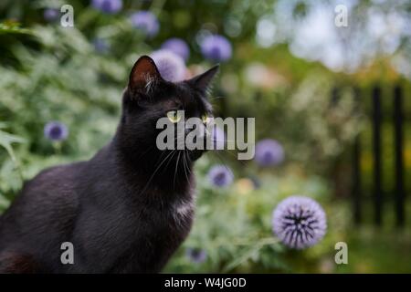 Schwarze Katze (Felis silvestris catus), mit lila Distel Blumen im Garten, Tier Portrait, Österreich Stockfoto