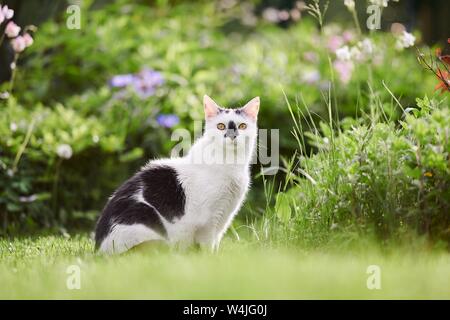 Schwarz-weiße Katze (Felis silvestris catus), sitzen auf einer Wiese im Garten, Österreich Stockfoto