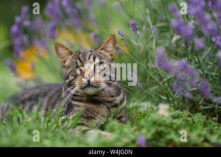 Tiger Hauskatze (Felis silvestris catus), blind auf einem Auge, liegt der Duft von Lavendel, Tier Portrait, Österreich Stockfoto