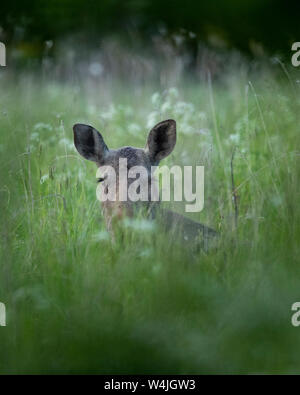 Elch Kuh (Alces alces) mit in das Gras Stockfoto