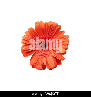 Die gerbera Daisy isoliert über einen weißen Hintergrund mit Freistellungspfad enthalten. Ansicht von oben. Stockfoto