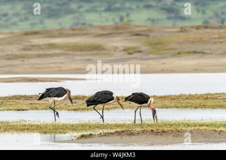 Marabu Trio, Lake Ndutu, Serengeti, Tansania Stockfoto