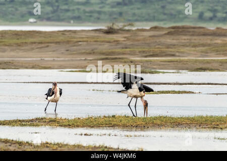 Marabou Störche (Leptoptilos crumenifer) im Wasser, Lake Ndutu, Serengeti, Tansania Stockfoto