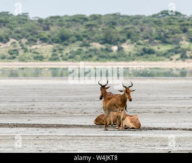 Hartebeest (kongoni, Alcelaphus buselaphys) am Ufer des Lake Ndutu mit weit entfernten Flamingos, Serengeti, Tansania Stockfoto