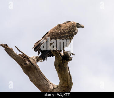 Ruppell's Geier (Tylose in rueppelli) in einem toten Baum gehockt, Lake Ndutu, Serengeti, Tansania Stockfoto