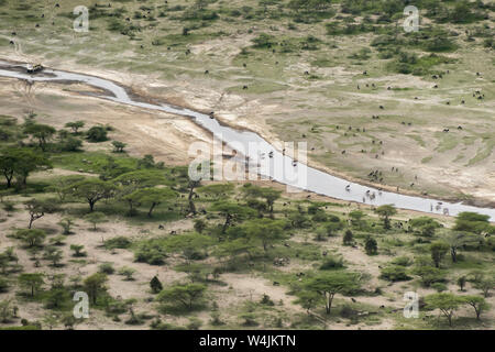 Luftaufnahme von Migration der Gnus und Zebras von der Serengeti in der Nähe von Lake Ndutu, Tansania Stockfoto