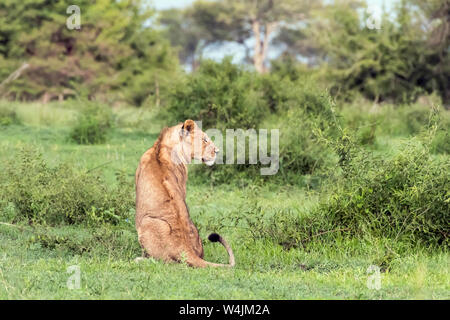 Junger männlicher Löwe, Rückseite mit Kopf, grumeti Game Reserve, Serengeti, Tansania Stockfoto