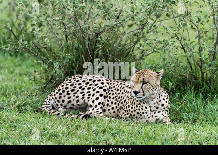 Männliche Geparden (Acinonyx jubatus) im frischen Gras, grumeti Game Reserve, Serengeti, Tansania Stockfoto