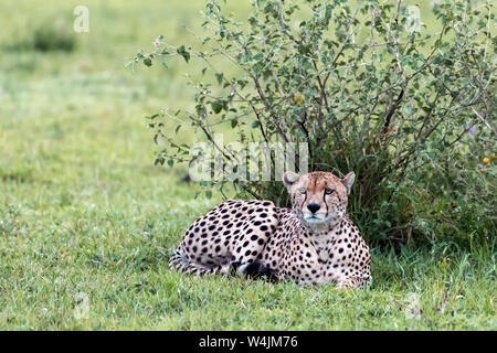 Männliche Geparden Ausruhen im Schatten nach einer grossen Mahlzeit, grumeti Game Reserve, Serengeti, Tansania Stockfoto