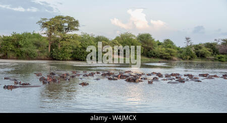 Riesige pod der Nilpferde, Hippo Pool, Gumeti Serengeti Tented Camp, Tansania. Stockfoto