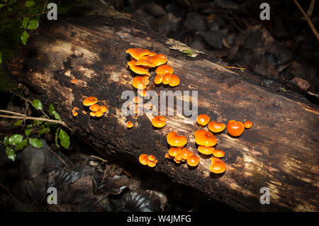 Velvet Schaft essbare Pilze (Flammulina velutipes), eine hoch angesehene Pilz. Stockfoto