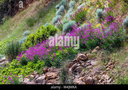 Eine schöne Wildflower als Fireweed (Chamaenerion angustifolium) auf einem Hügel entlang der Autobahn 140 in der Howard Bay Gegend des Oberen Klamath See, oder bekannte Stockfoto