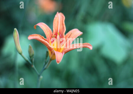 Orange-gelben Lilien auf grünem verschwommenen Hintergrund. Schönen blühenden Blumen in der Nähe auf dem Sonnenuntergang Stockfoto