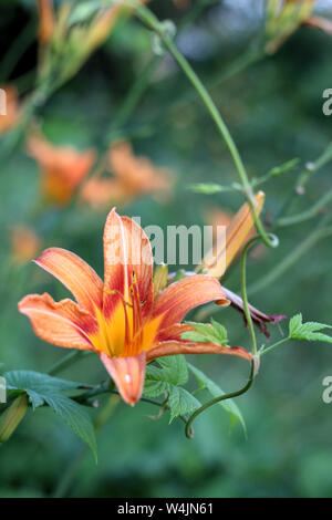 Orange-gelben Lilien auf grünem verschwommenen Hintergrund. Schönen blühenden Blumen in der Nähe auf dem Sonnenuntergang Stockfoto