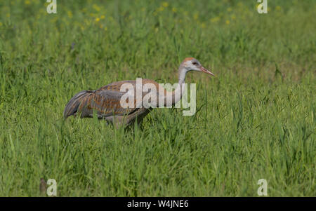 Jugendlicher Sandhill Crane in Fairbanks, Alaska Stockfoto