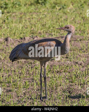 Jugendlicher Sandhill Crane in Fairbanks, Alaska Stockfoto