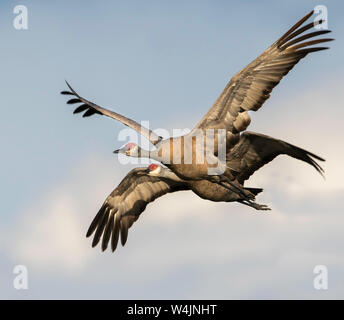 Weniger Sandhill Crane Paar Fliegen Stockfoto