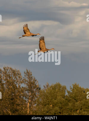 Weniger Sandhill Crane Paar Fliegen Stockfoto