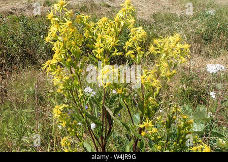 Gelb wilde Blume (Solidago virgaurea) Finnland Stockfoto