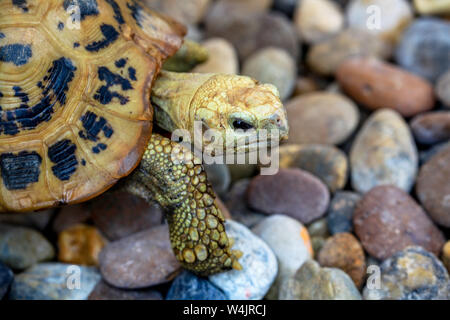 Porträt eines länglichen Schildkröte, Indotestudo elongata, auch genannt die Gelbe Schildkröte im Zoo von Chiang Mai im Norden von Thailand. Stockfoto