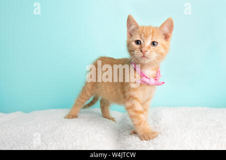 Nette Junge Orange Tabby Cat Kitten Rettung tragen rosa Schleife stehen auf der linken Seite auf blauem Hintergrund Suchen Stockfoto