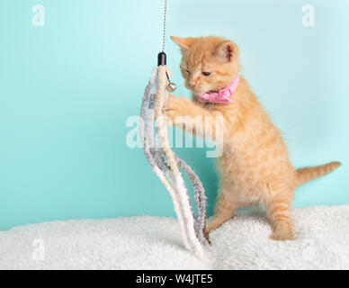 Nette Junge Orange Tabby Cat Kitten Rettung tragen rosa Schleife Stehen auf der Rückseite der Beine Spielen mit einem String Spielzeug mit Glocke auf blauem Hintergrund Stockfoto