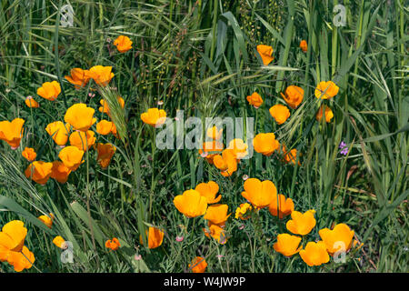 Helles orange pulsierende lebendige goldene Kalifornien Mohnblumen, saisonale Frühling einheimische Pflanzen, in der Nähe von Wildblumen in voller Blüte Stockfoto