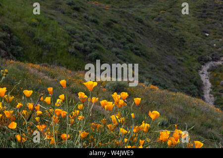 Helles orange pulsierende lebendige goldene Kalifornien Mohnblumen, saisonale Frühling einheimische Pflanze, gelbe Wildblumen in voller Blüte Stockfoto
