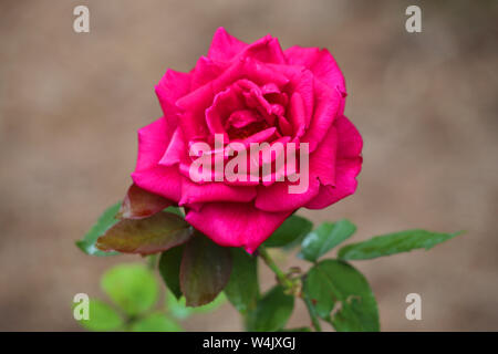 Eine Rose in voller Blüte in der Natur Stockfoto