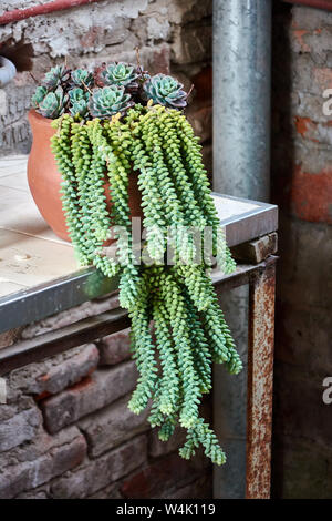 Sukkulente Pflanze im Blumentopf im Freien. Stockfoto