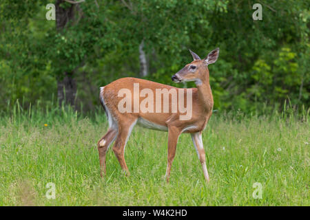 White-tailed doe Wandern in einer nördlichen Wisconsin Wiese. Stockfoto