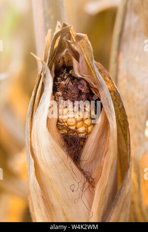 Getrockneter Mais auf einen Schalter in einer Louisiana Feld zur Ernte bereit Stockfoto