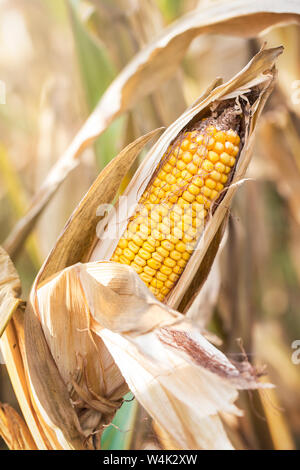 Getrockneter Mais auf einen Schalter in einer Louisiana Feld zur Ernte bereit Stockfoto