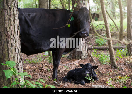 Black Angus neugeborenes Kalb und Kuh Stockfoto