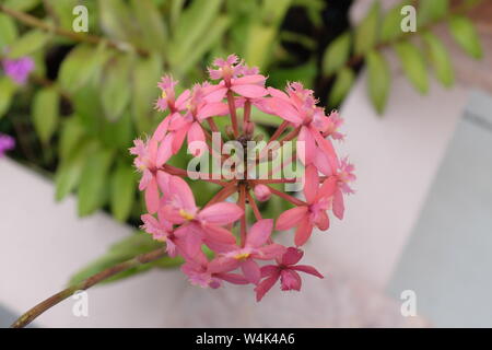 Close Up Reed Stammzellen Epidendrum Orchideen Stockfoto