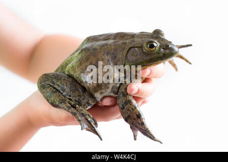 Amerikanische Ochsenfrosch auf weißem Hintergrund