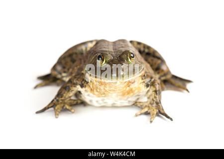 Amerikanische Ochsenfrosch auf weißem Hintergrund