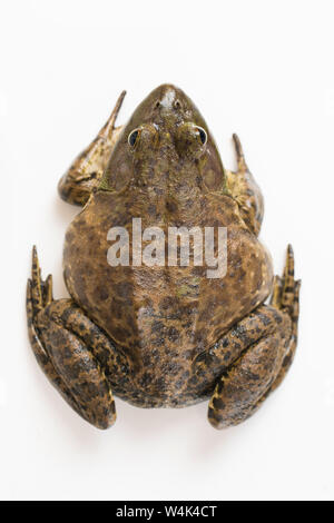 Amerikanische Ochsenfrosch auf weißem Hintergrund