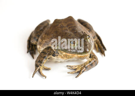 Amerikanische Ochsenfrosch auf weißem Hintergrund