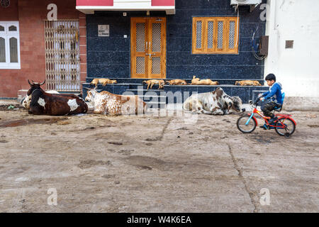 Bikaner, Indien - 11. Februar 2019: Heilige Kühe und Hunde auf der Straße in der Altstadt von Bikaner. Rajasthan Stockfoto