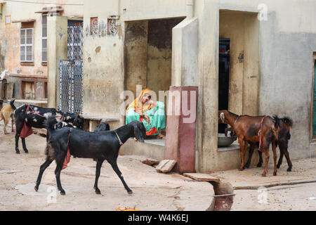 Bikaner, Indien - 11. Februar 2019: Indische Frauen in der Nähe des Hauses sitzen. In der Nähe Ziegen auf der Straße in Bikaner. Rajasthan Stockfoto