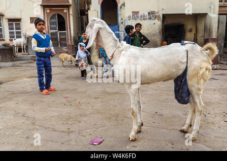 Bikaner, Indien - 11. Februar 2019: Ziegen auf der Straße in Bikaner Rajasthan Stockfoto