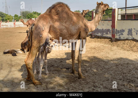 Baby Camel Saugt Milch von der Mutter in den nationalen Forschungszentrum auf dem Kamel. Bikaner. Rajasthan. Indien Stockfoto