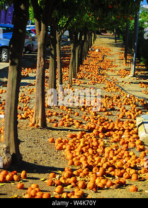 Orange Frucht windfall auf dem Boden im andalusischen Dorf Stockfoto