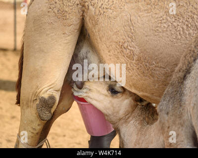 Baby Camel Saugt Milch von der Mutter in den nationalen Forschungszentrum auf dem Kamel. Bikaner. Rajasthan. Indien Stockfoto